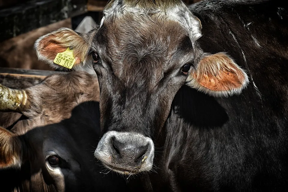 cow 3614642 960 720