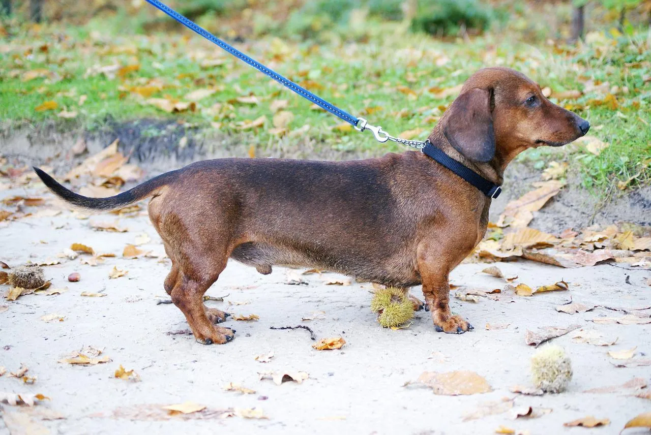 dachshund g1c0eb7a4e 1280