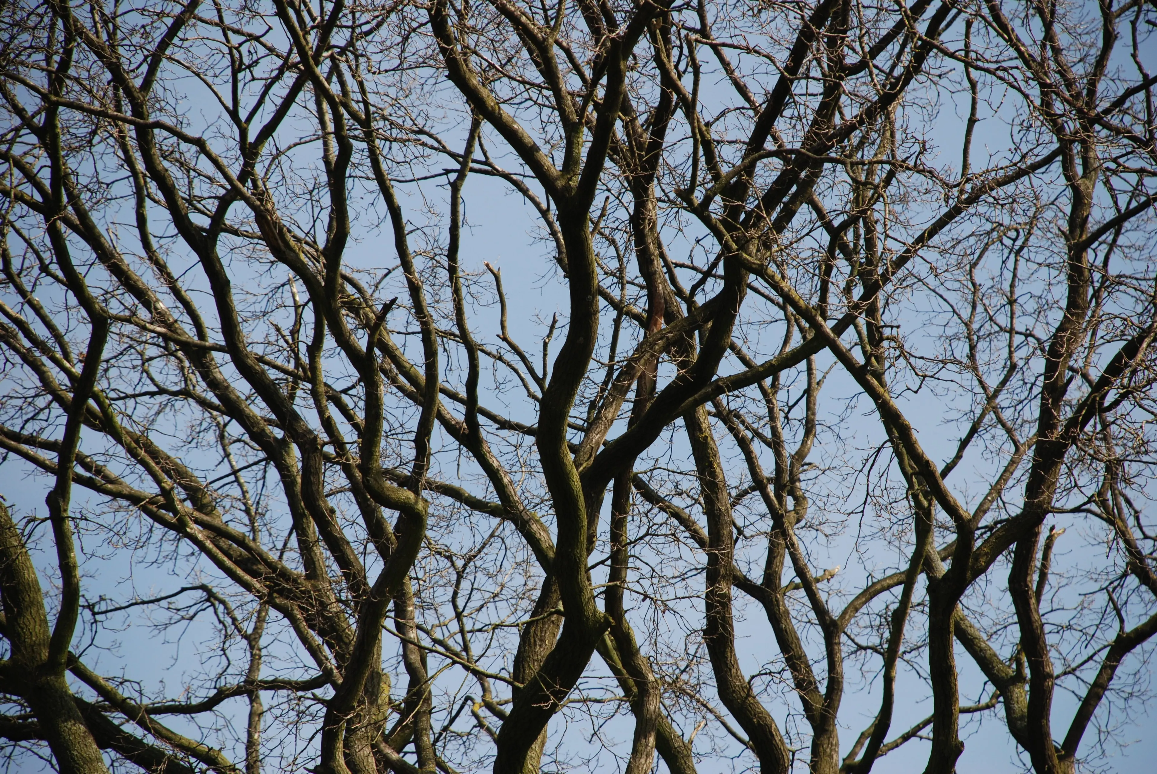 dsc 4975