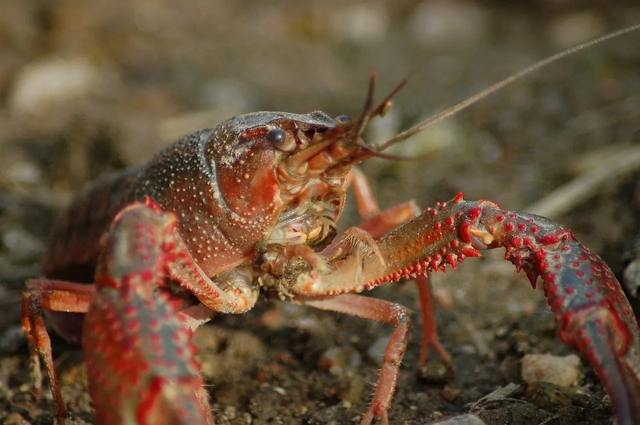 freshwater crayfish 4494383 1280