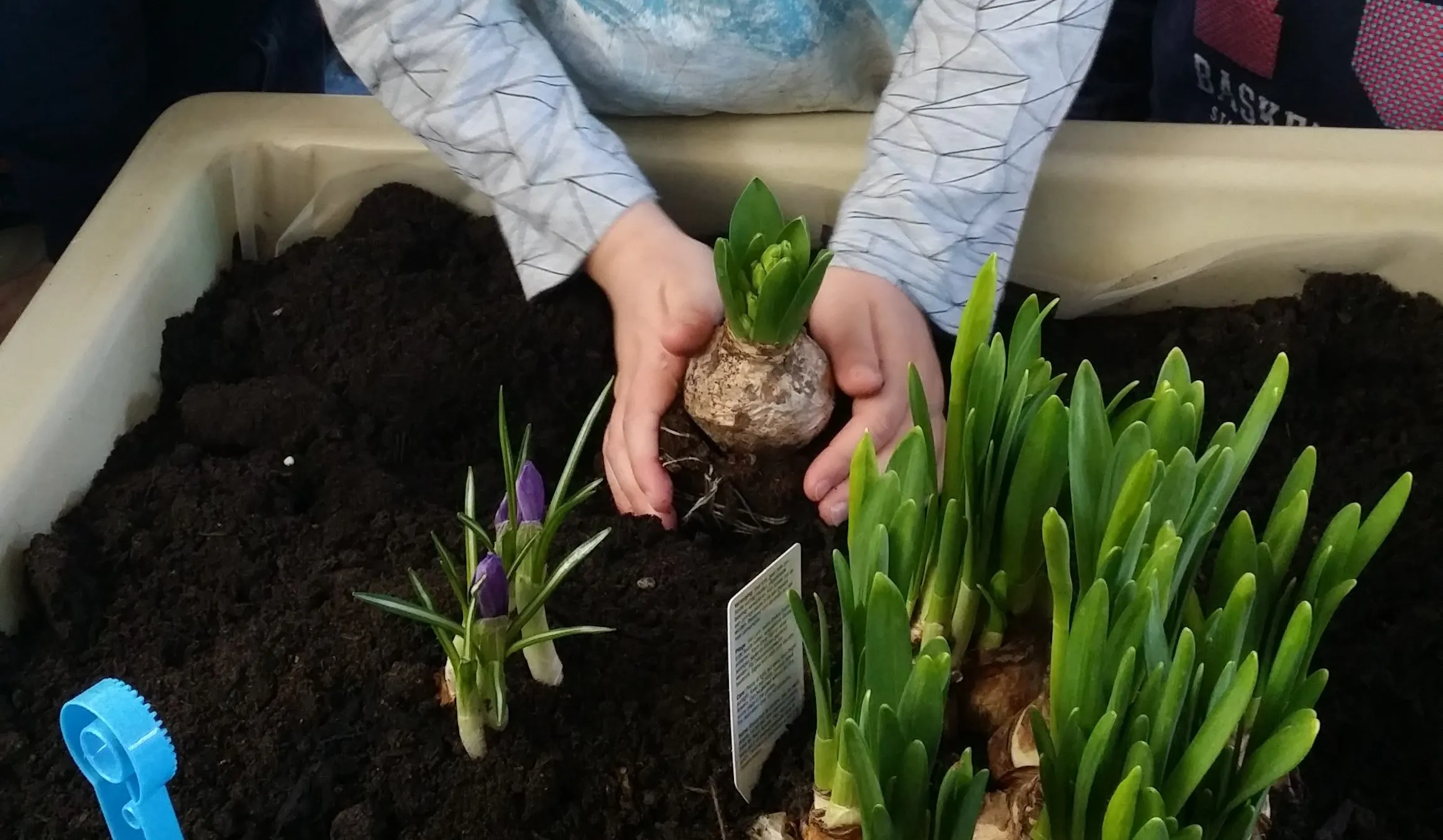 kleuters verzorgen tuintje in de klas665 kopie