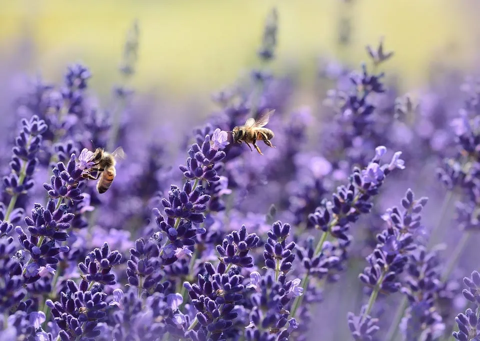 lavender 1537694 960 720