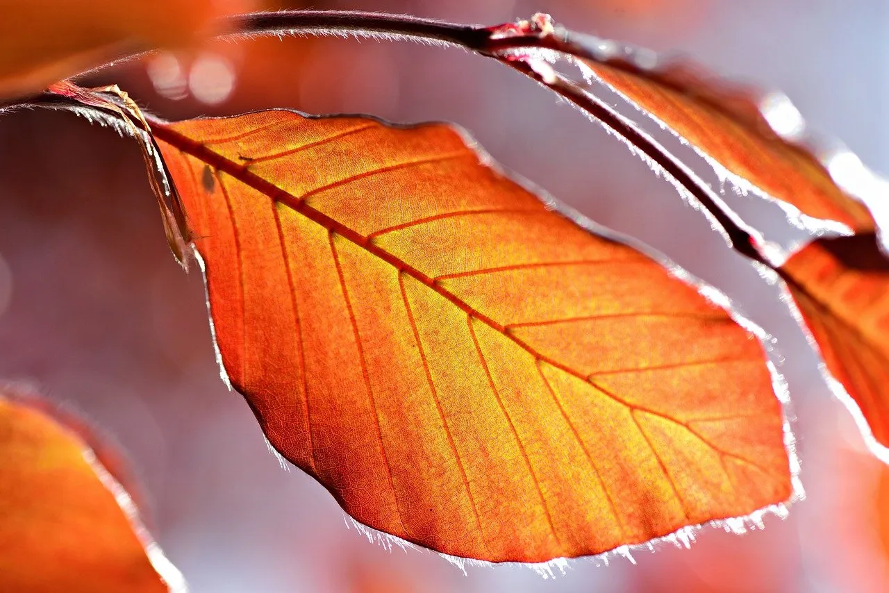 leaf 4191636 1280