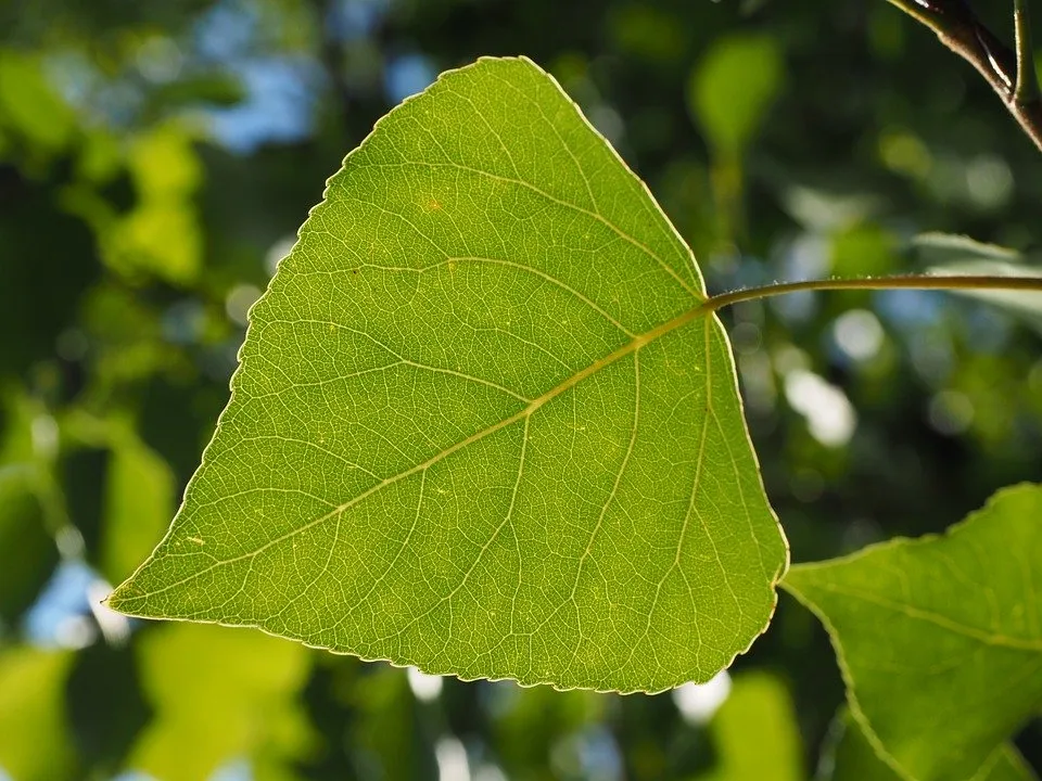 leaf 671666 960 720
