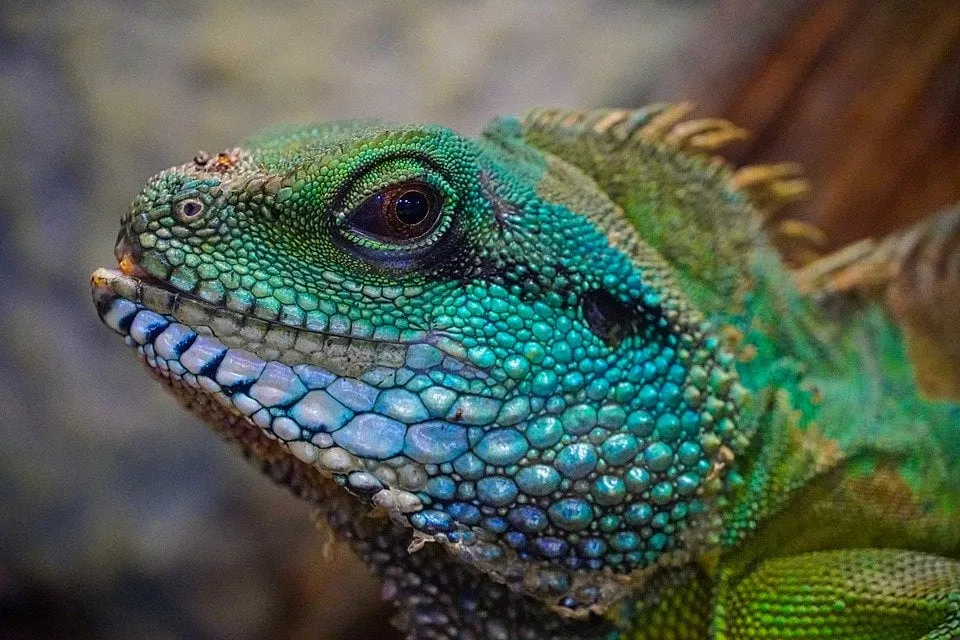 lizard 4763351 960 720