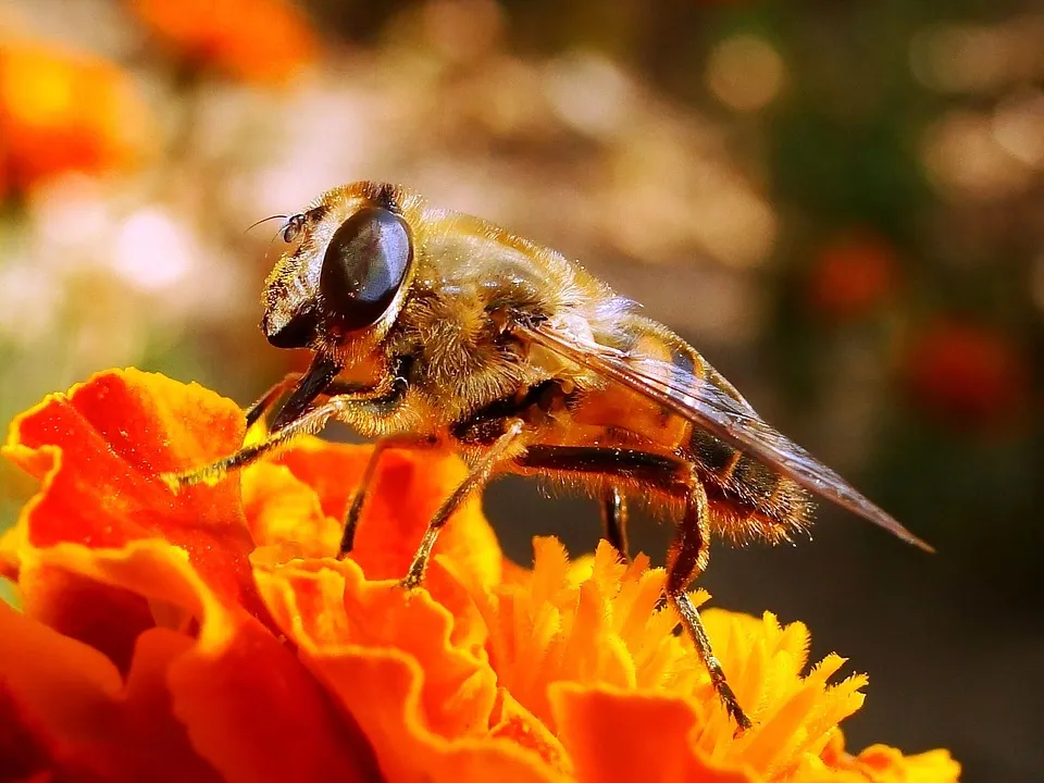 nature 3302810 960 720