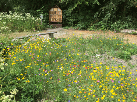 natuurtuin juli 2018 450