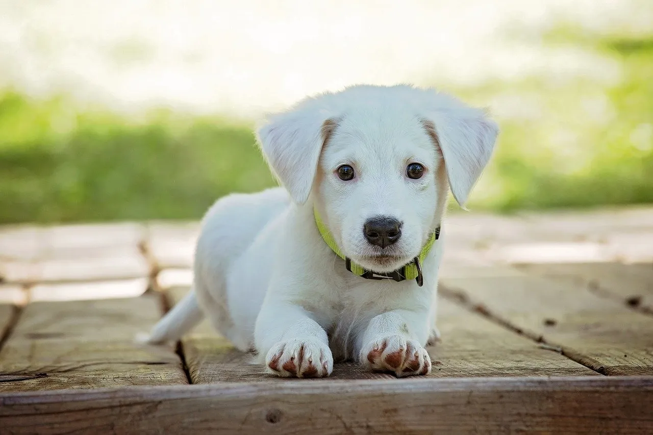 puppy 1903313 1280