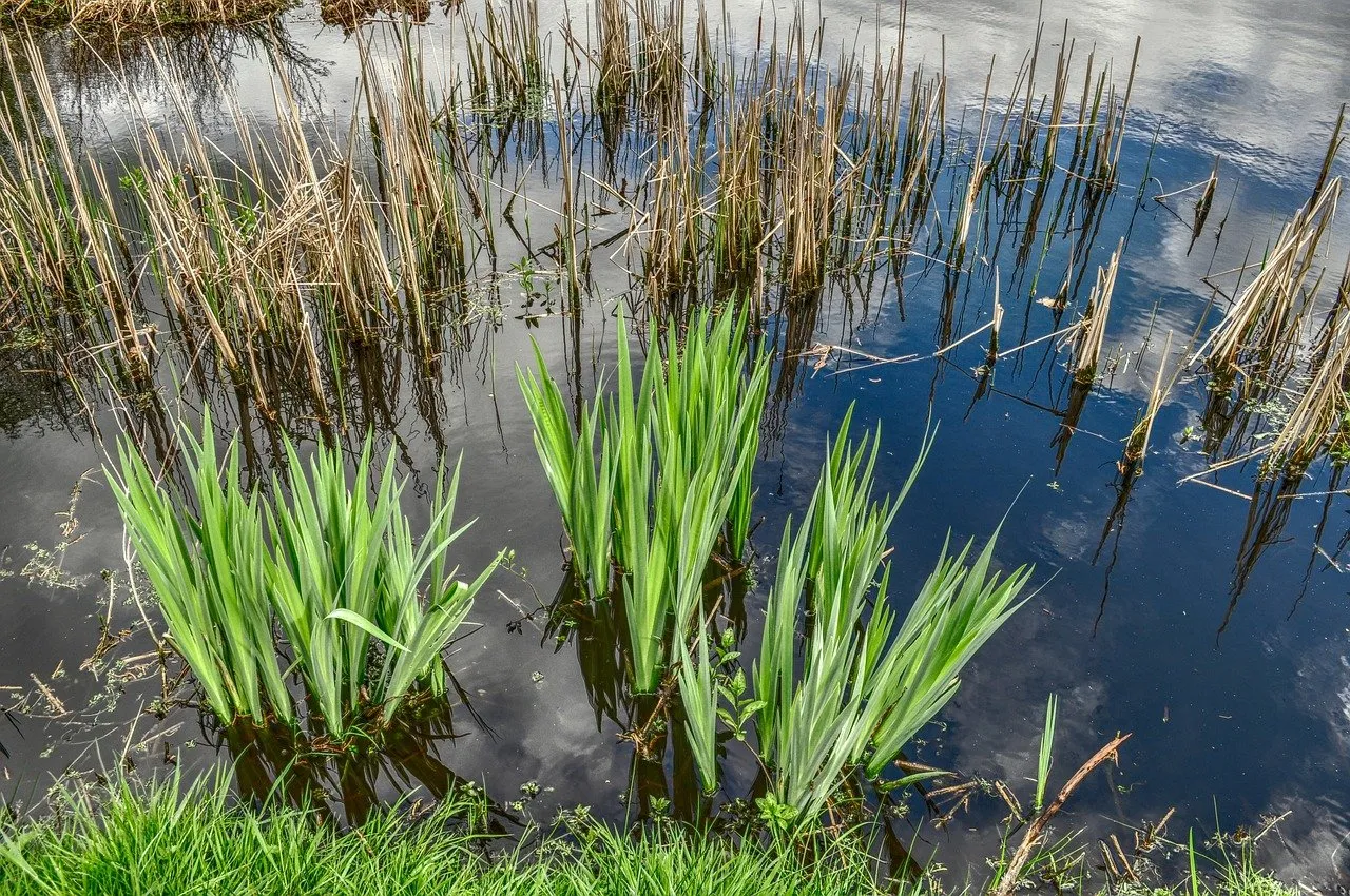 reeds g03467d2f1 1280