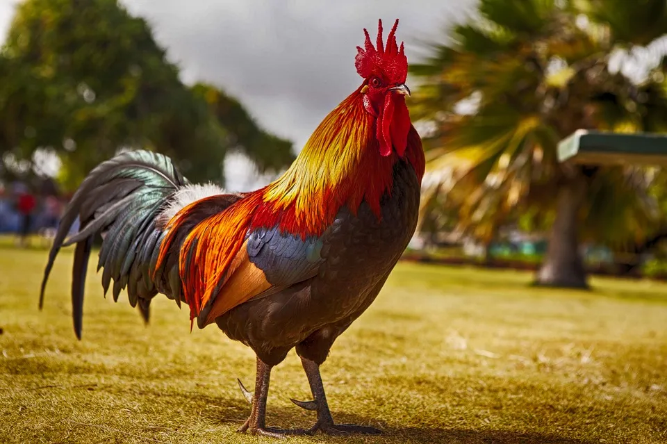 rooster 2641203 960 720