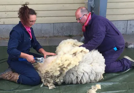 schaapscheerfeest weidemolen450