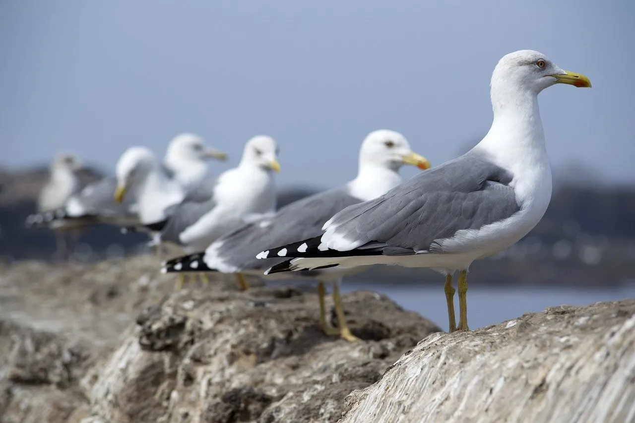 seagulls gcece03767 1280