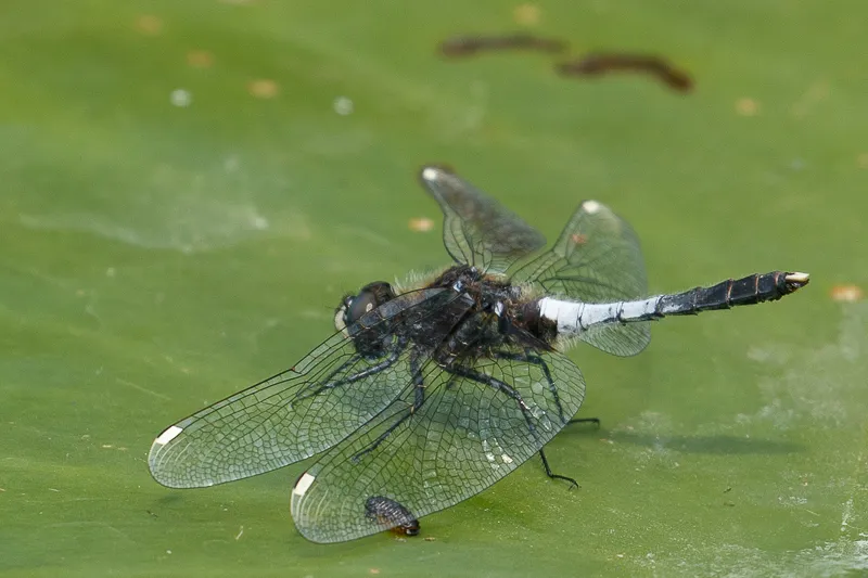 sierlijke witnsuitlibel marijn prins1