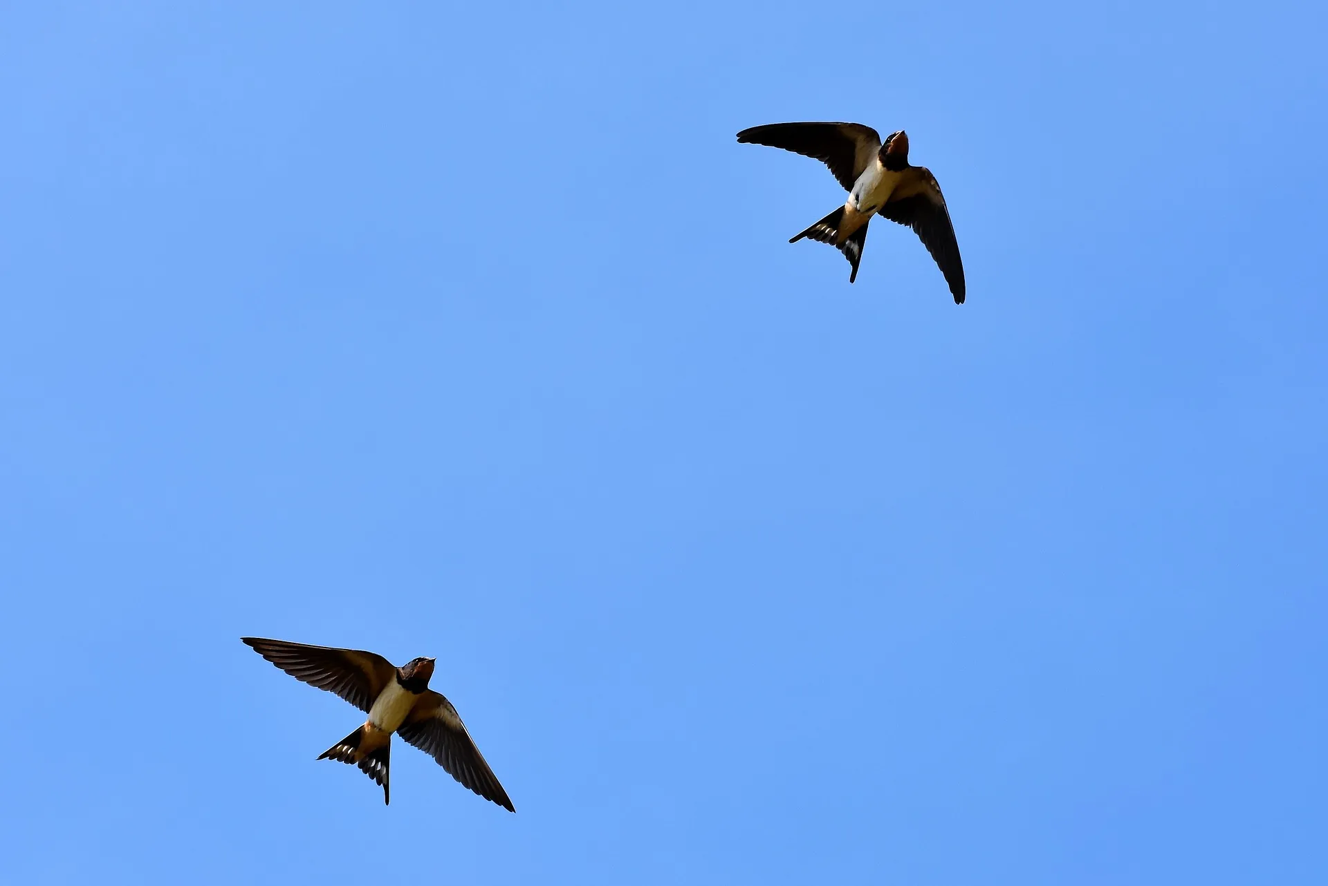 swallows 3850033 1920