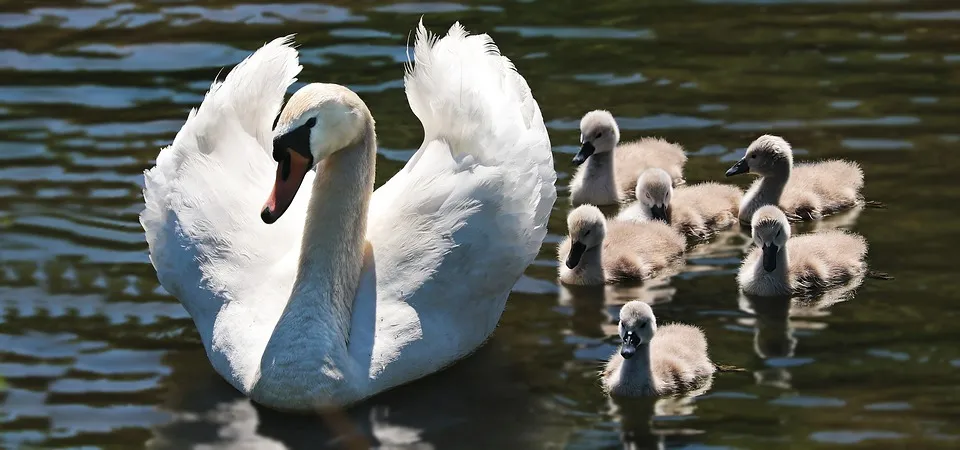 swan 2494925 960 720