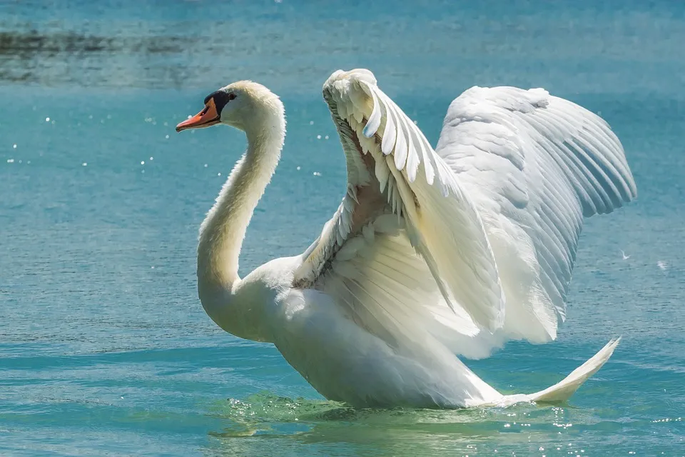swan 369090 960 720
