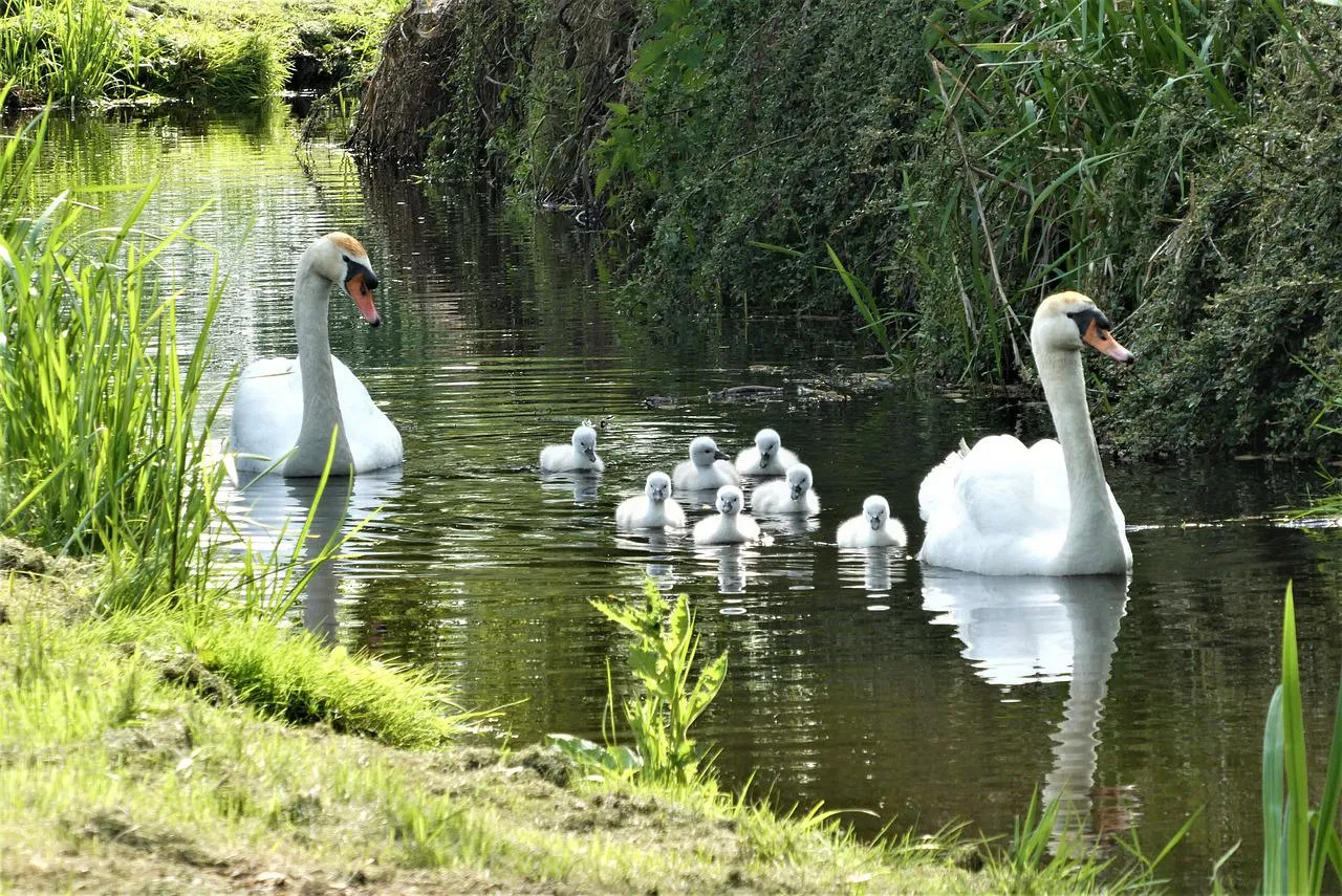 swan with chicks g65409fb47 1280