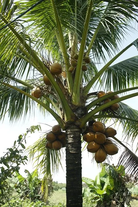 tree coconut 3856069 960 720
