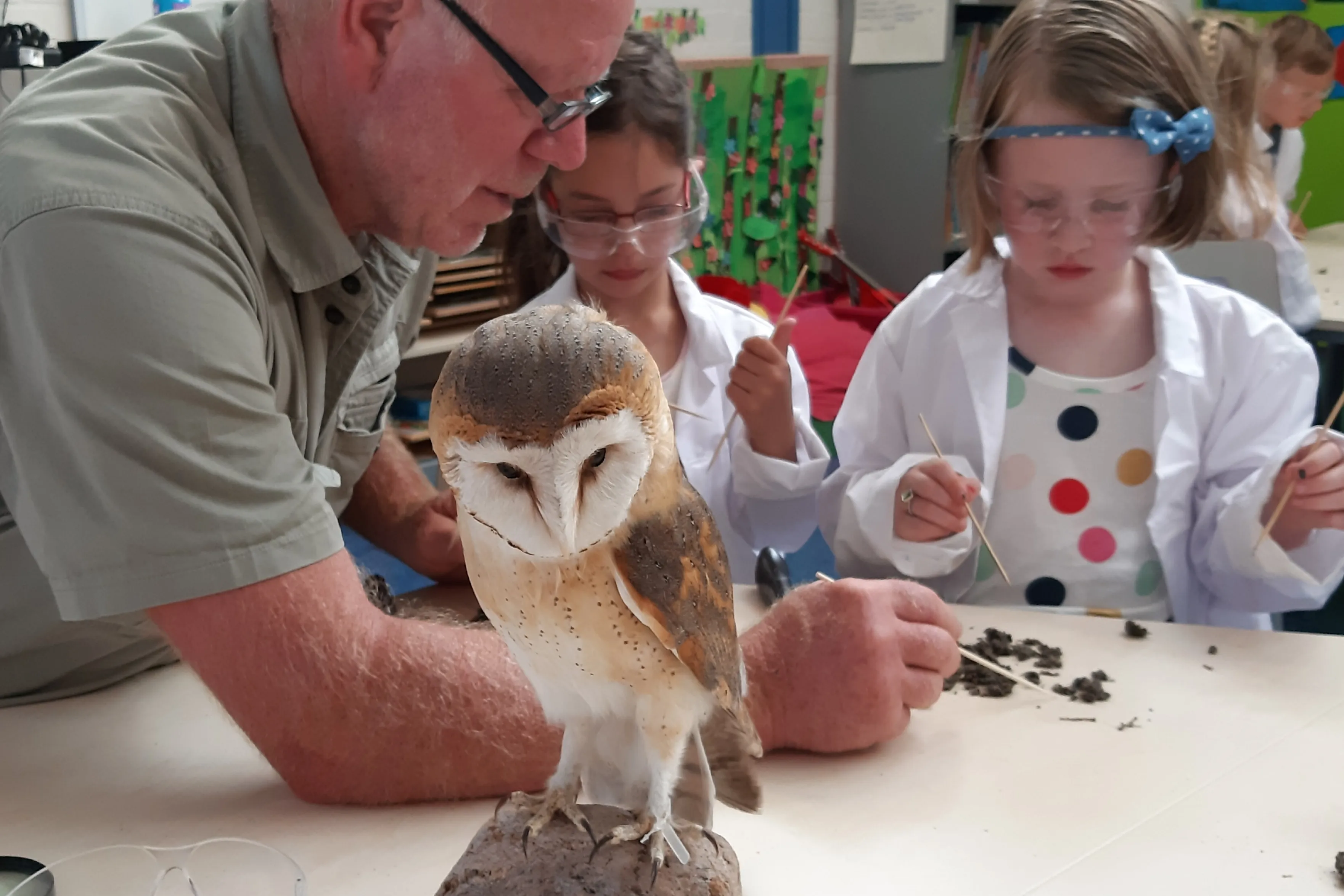 uilenpluisles 119614