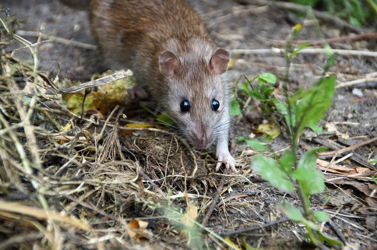 rat 5535170 1280