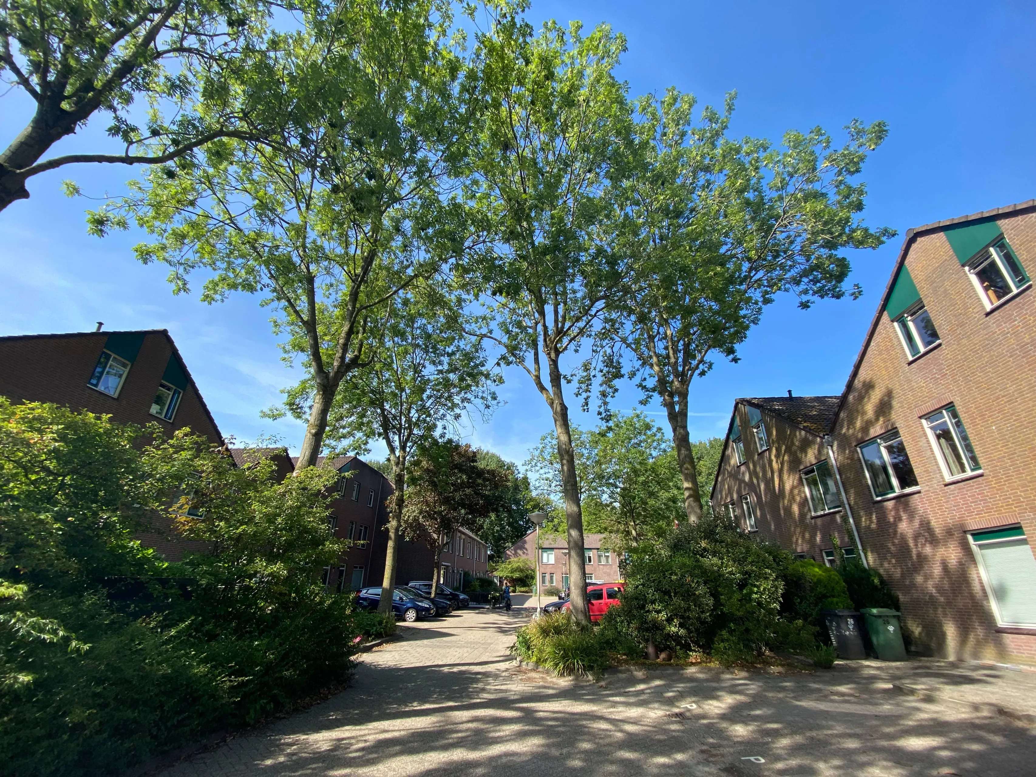 Buurtgroenbomen
