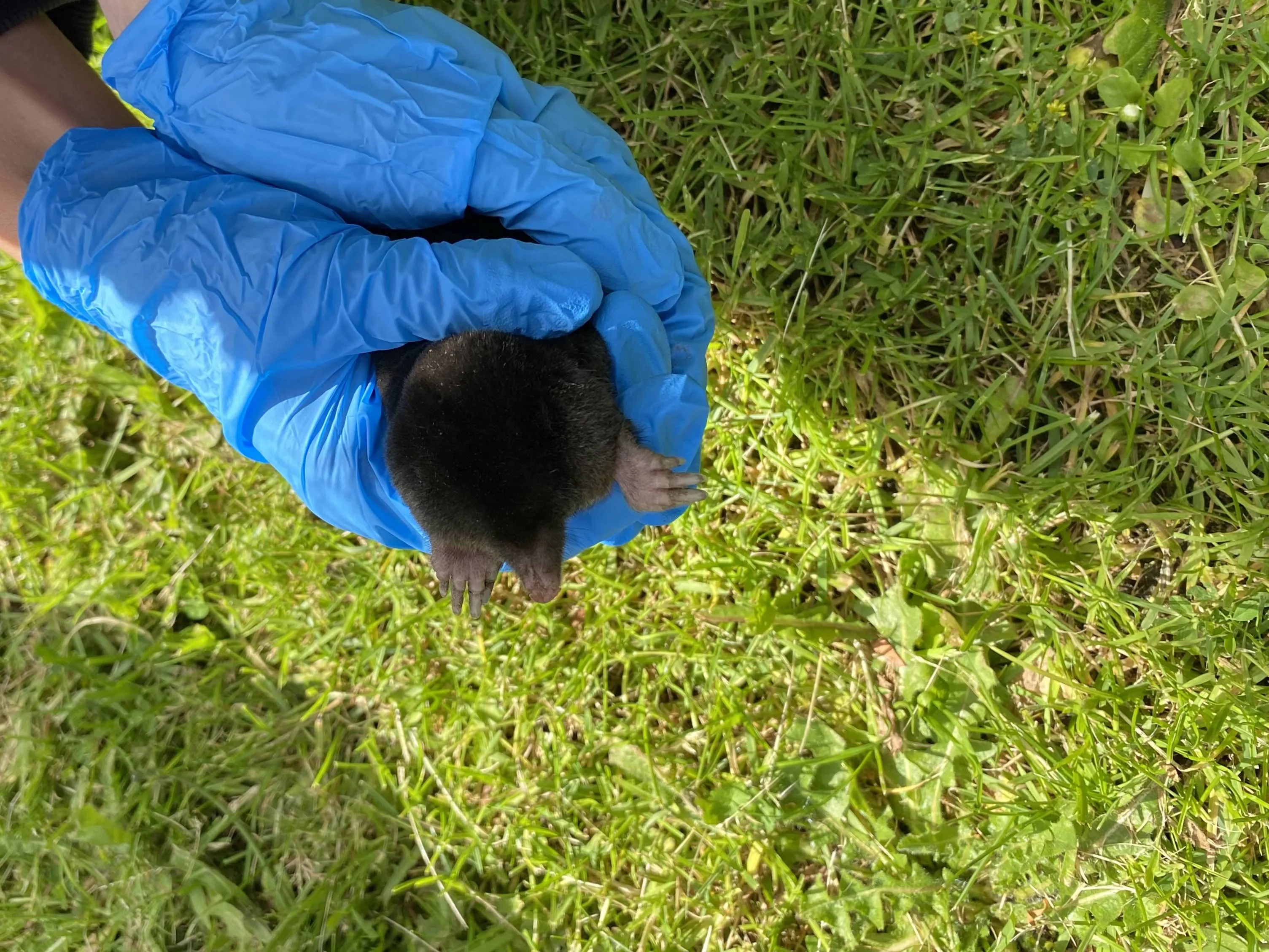 Mol - beeldmateriaal Dierenambulance Den Haag (1)