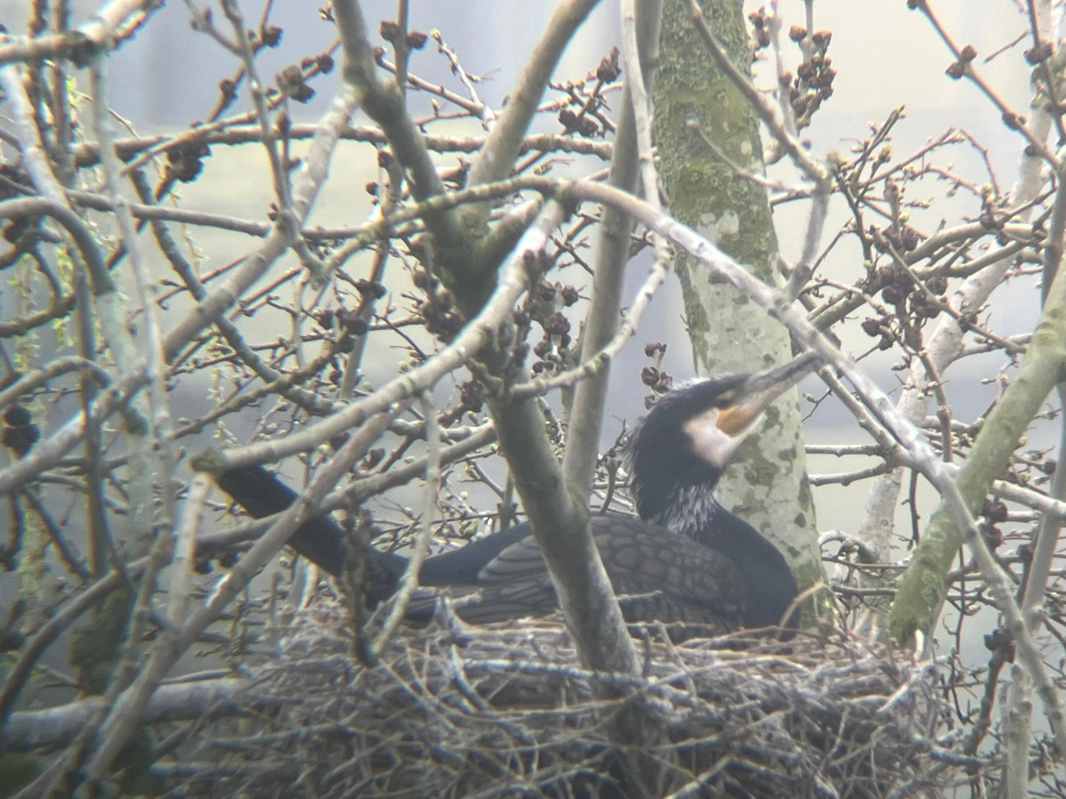 Plas van Poot, de onbekende natuurparel van Zoetermeer - foto genomen met telescoop - fotograaf Josine Boven
