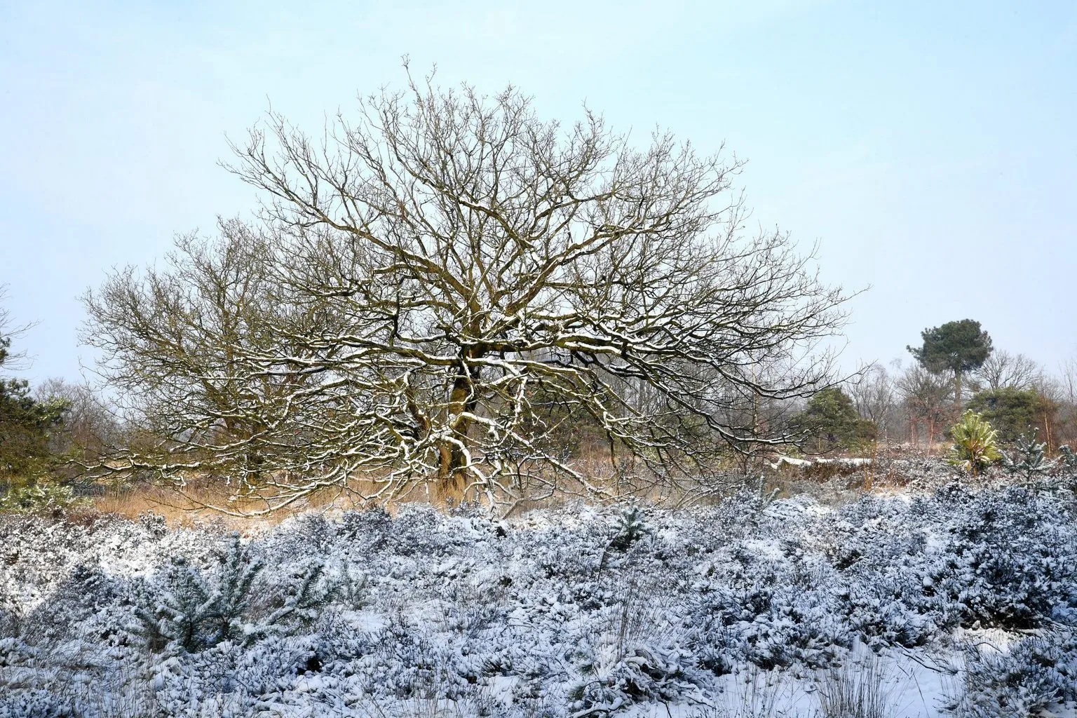 10389 20190123 achtmaal jst0082 g 5568x3712