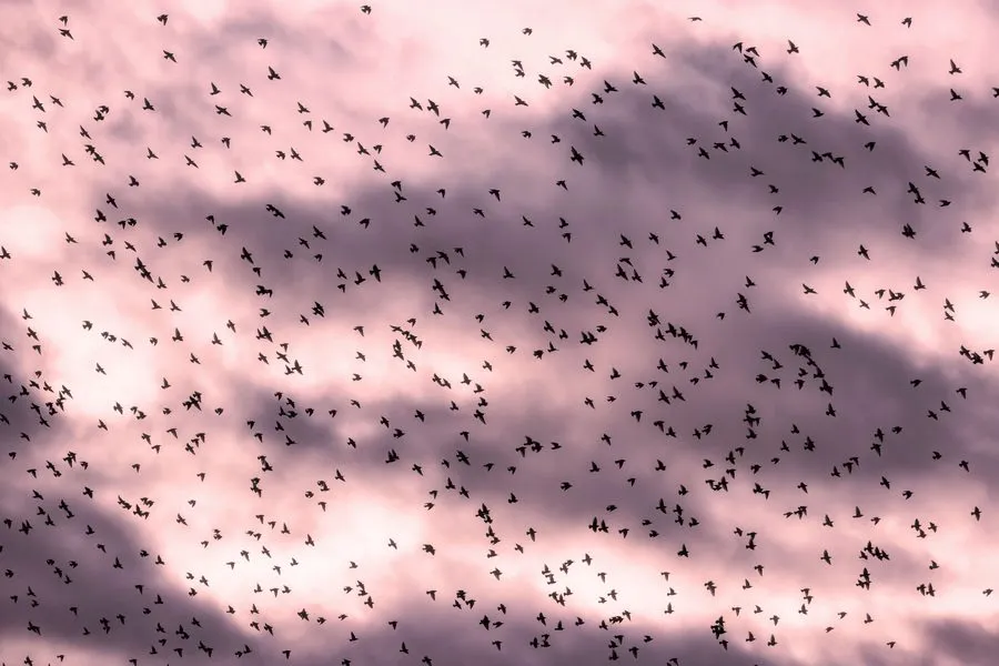 201205 spreeuwen mo0002