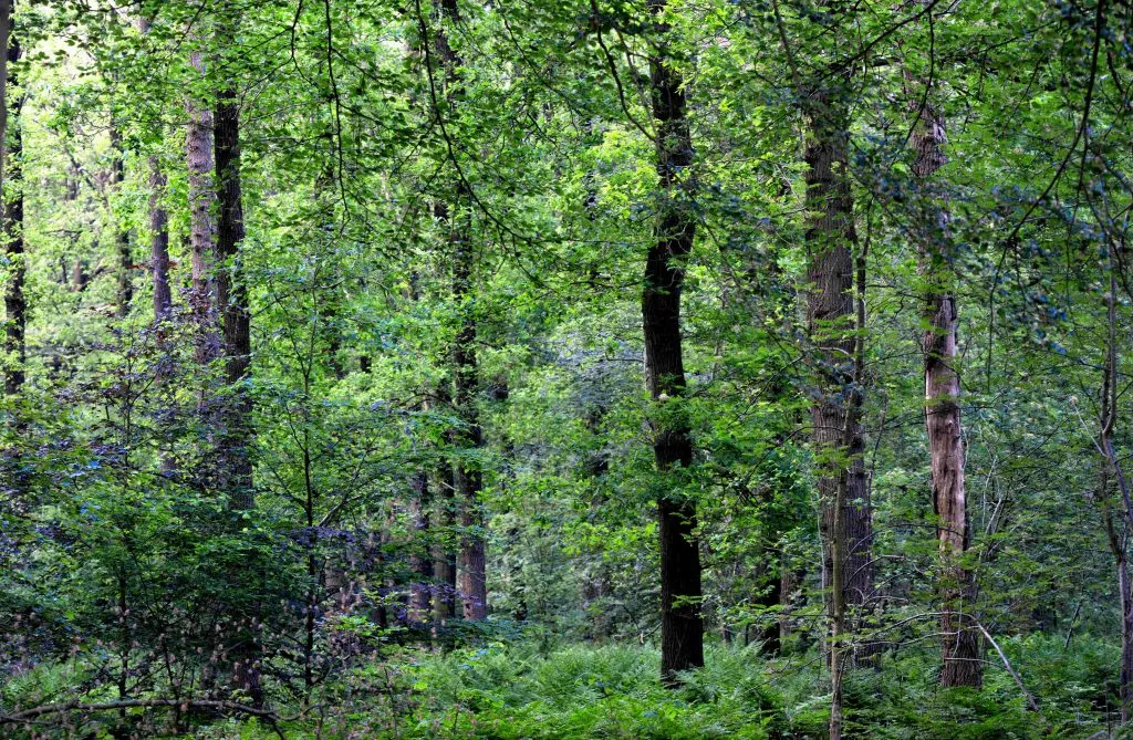 20180514 zundert natuur jst7915 470x307 1024x669