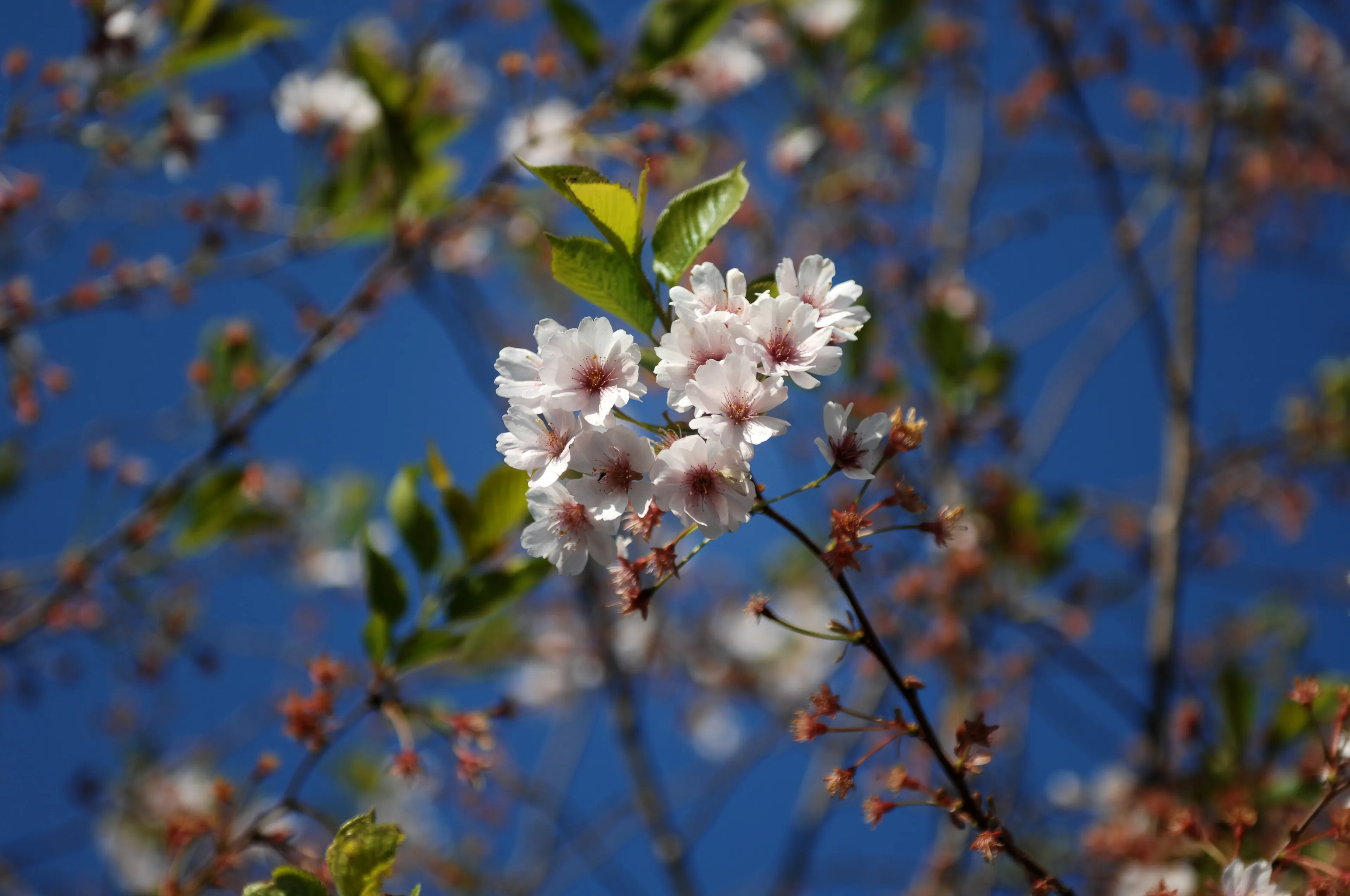 20200409 tilburg jca3239