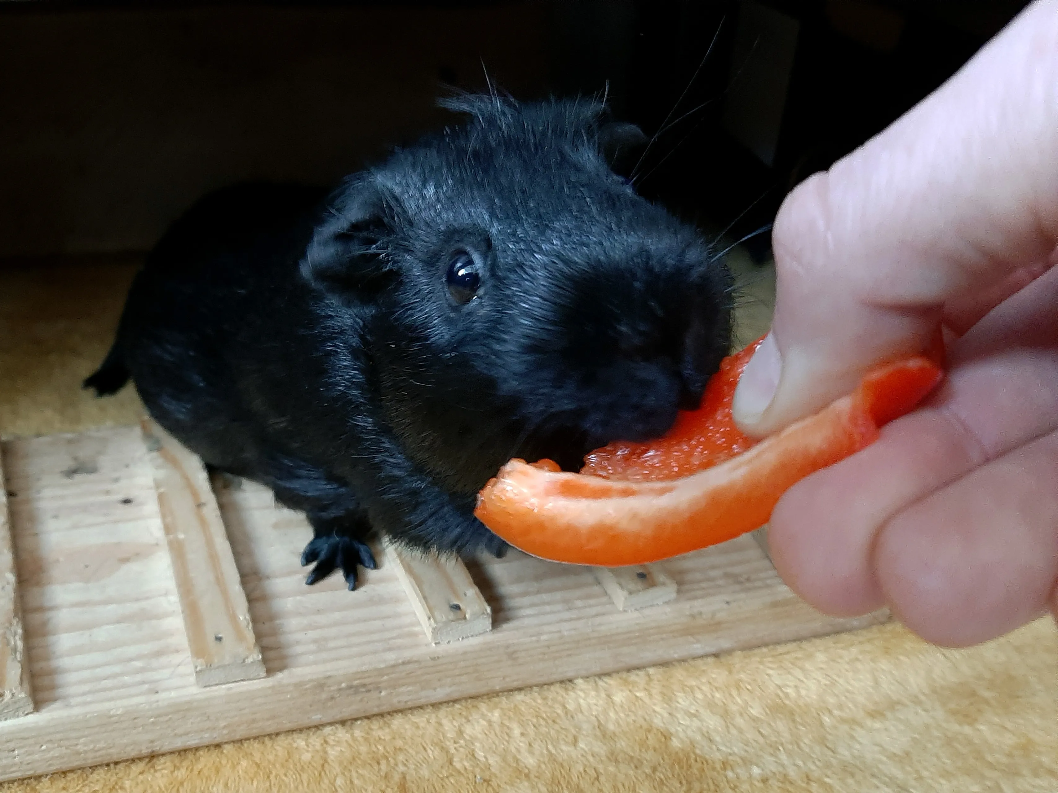 20201004 cavia 132826