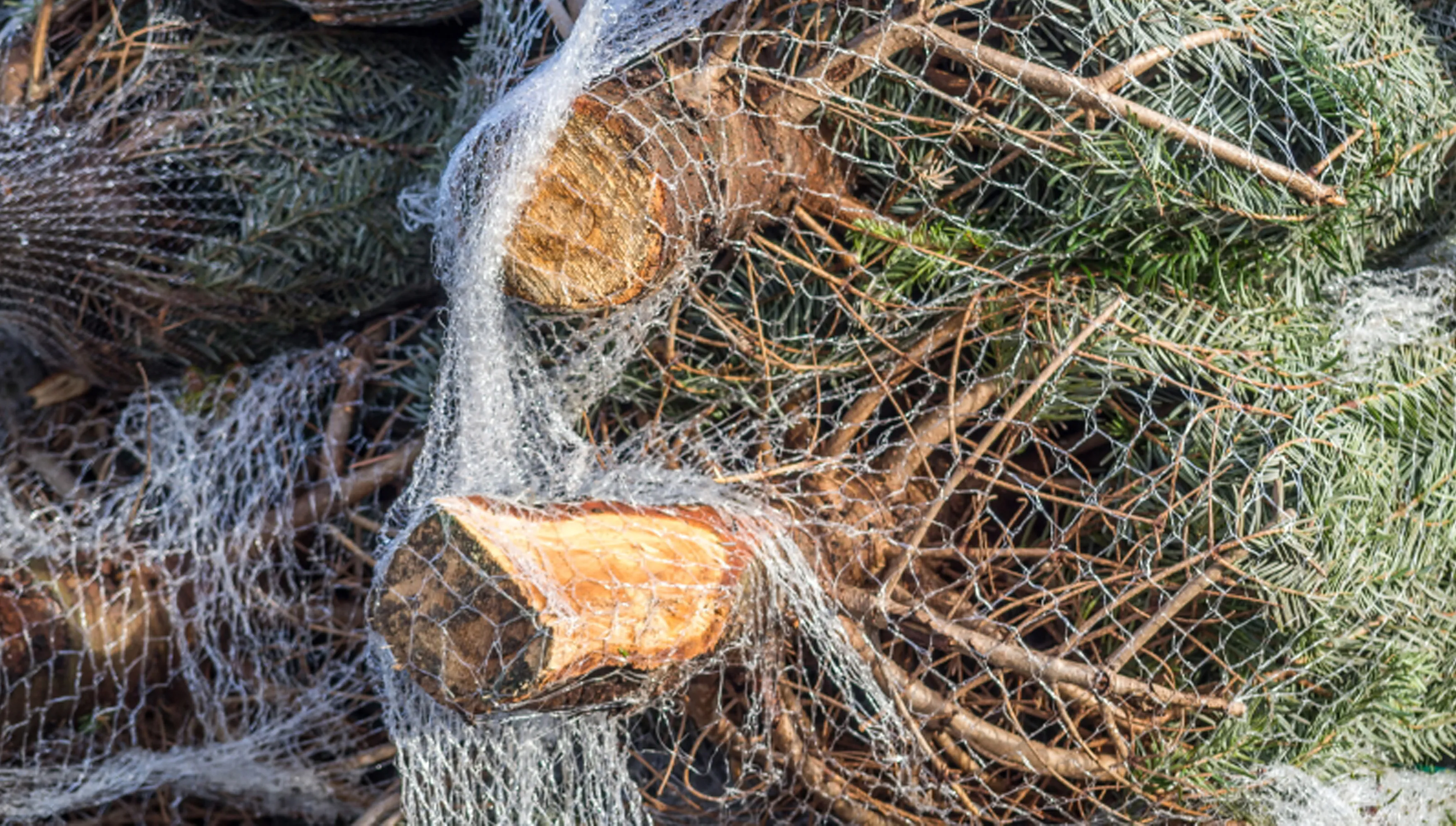 20201207 kerstboomnet vaf