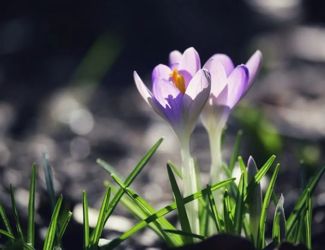 331156003 657978379664006 6637875803729227417 n