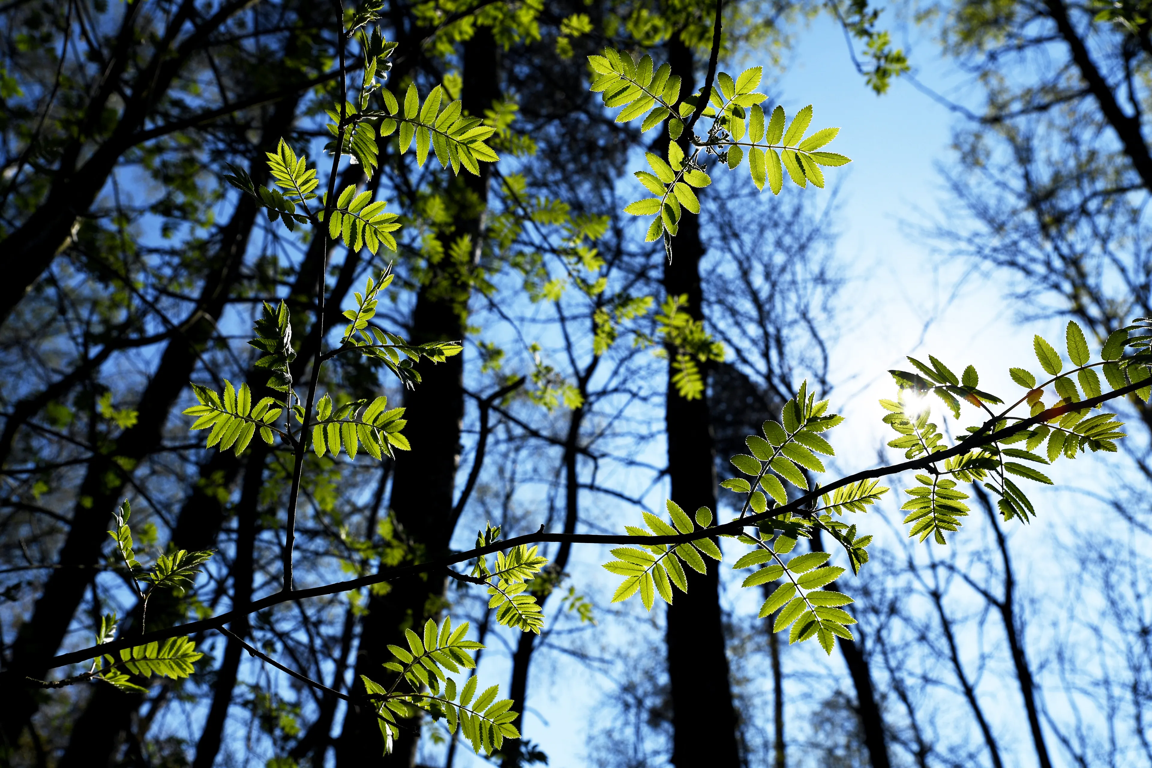 9647 20190401 rijsbergen pannenhoef jst6232 5568x3712