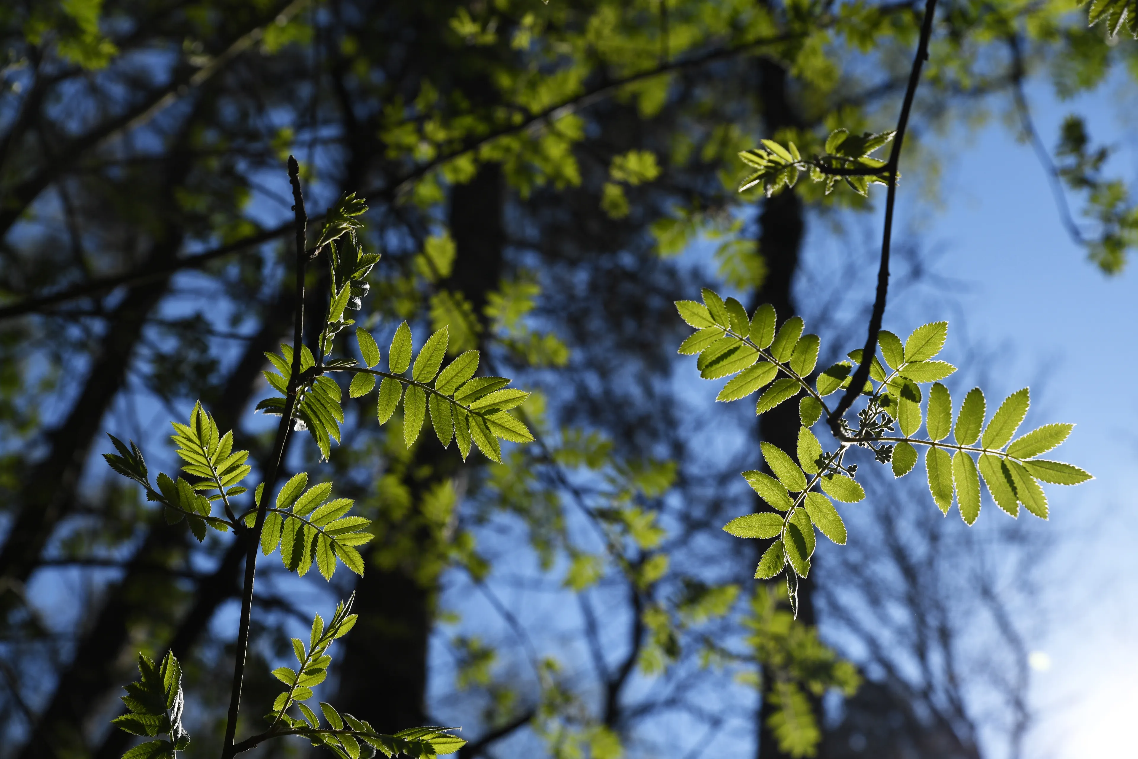 9648 20190401 rijsbergen pannenhoef jst6234 5568x3712