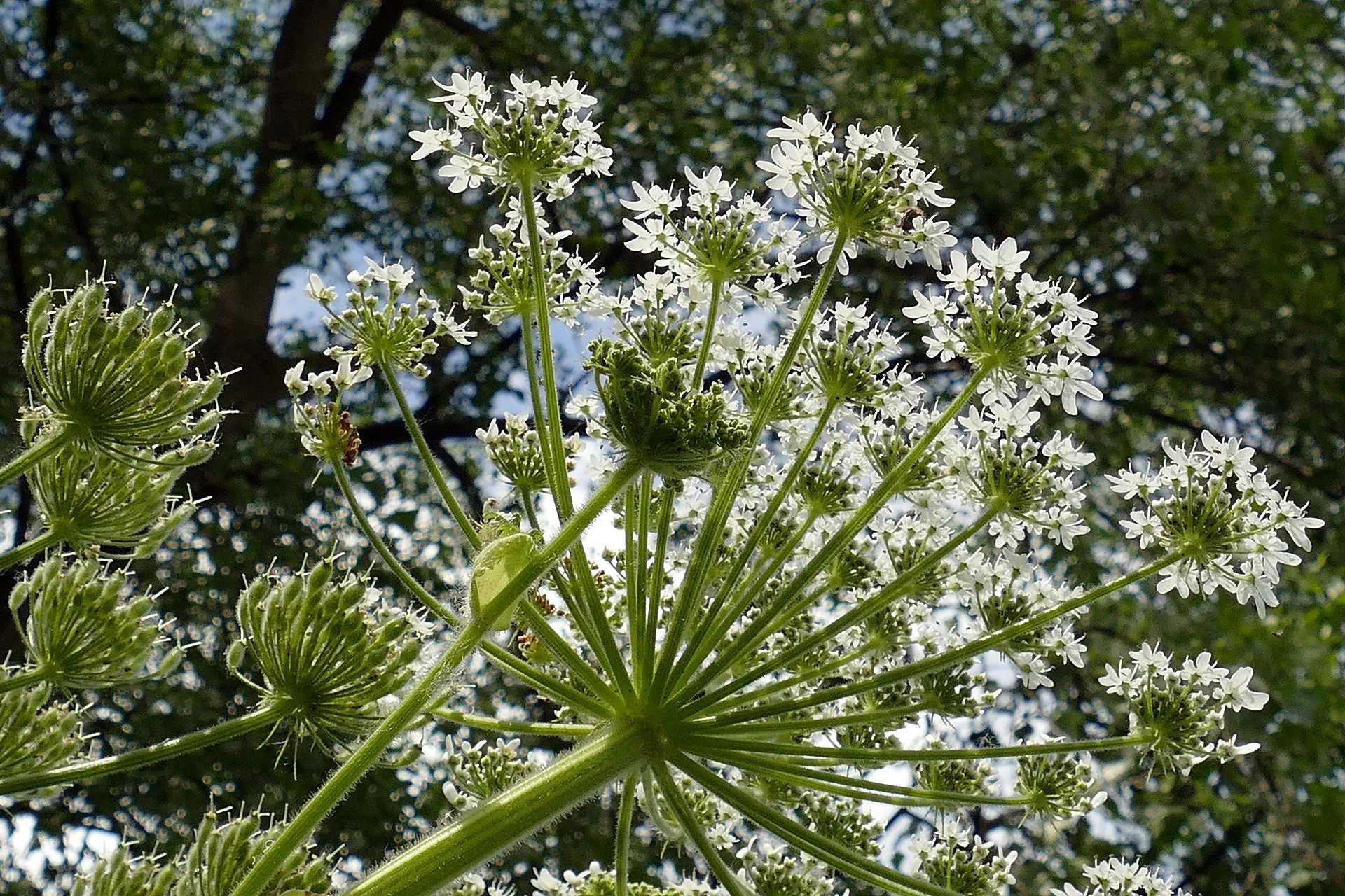 hogweed 4282649 1920