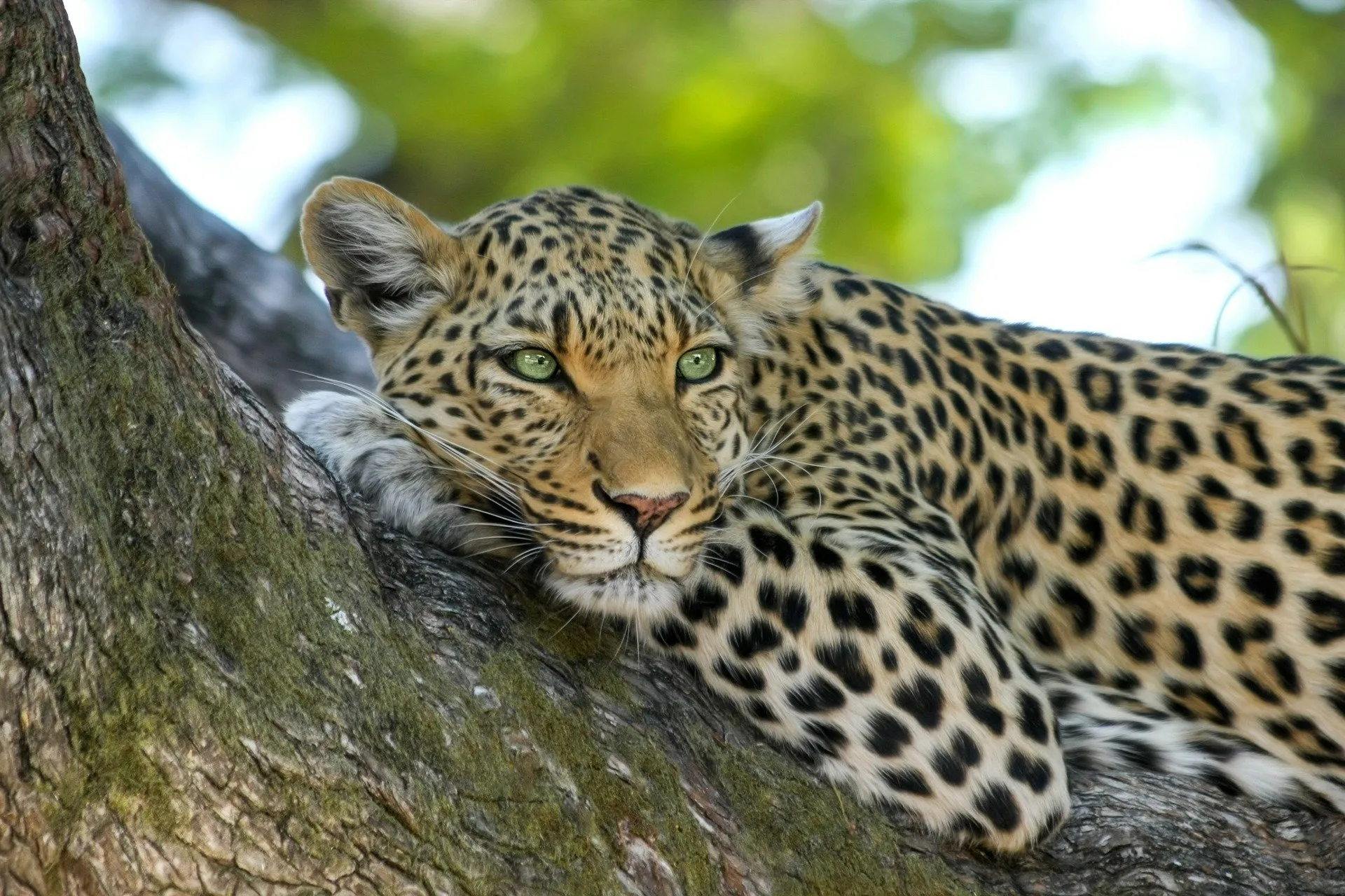 leopard 515509 1920