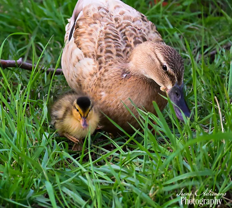 moeder eend met kuiken