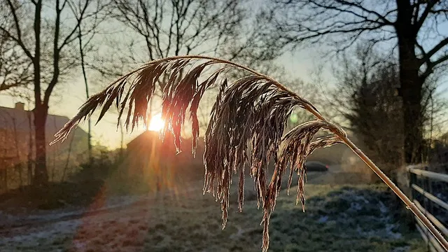 nature g755403f54 640