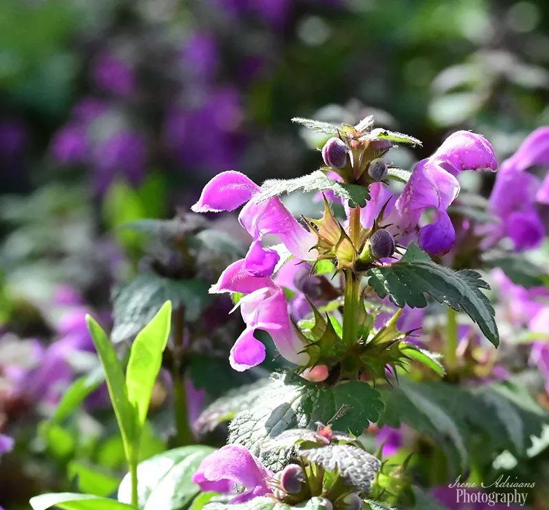 purple dead nettle