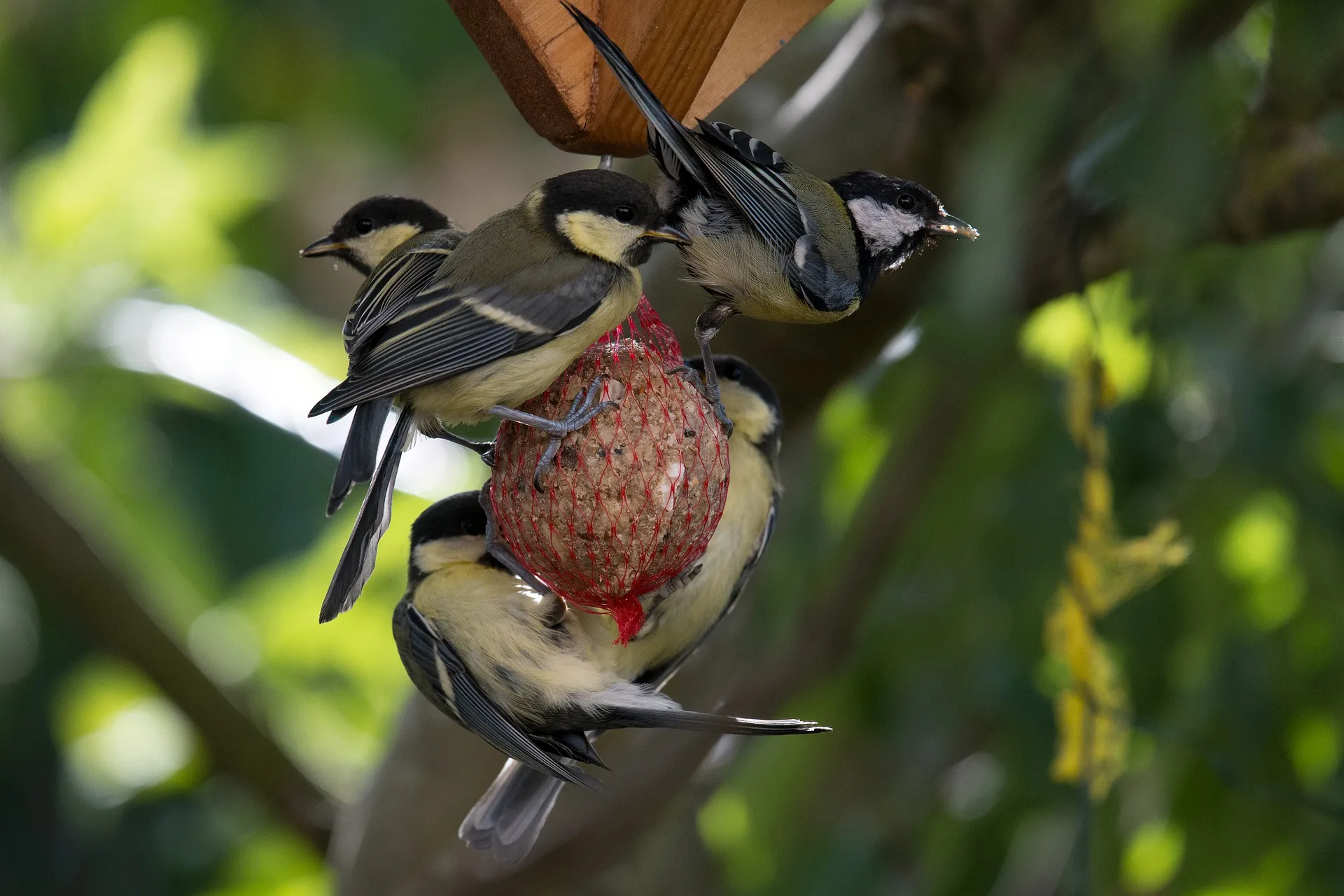 the great tit family 5254236 1920