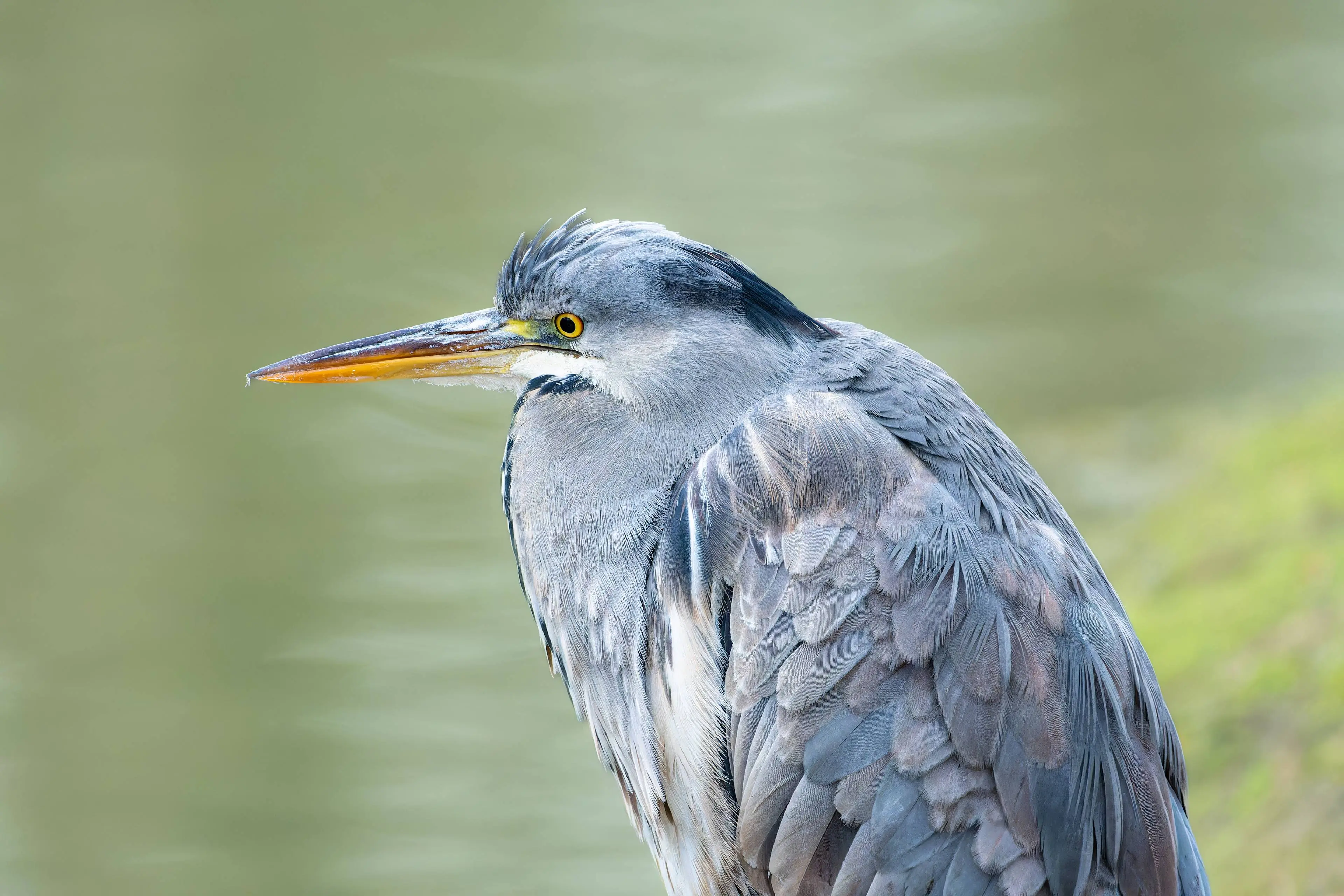 gruendercoach-bird-8570950