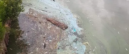 blauwalg holtenbroek