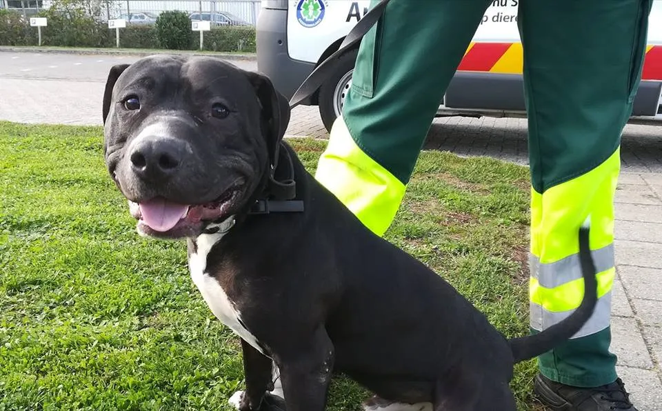 41039201 915522225313304 4999464236032720896 n