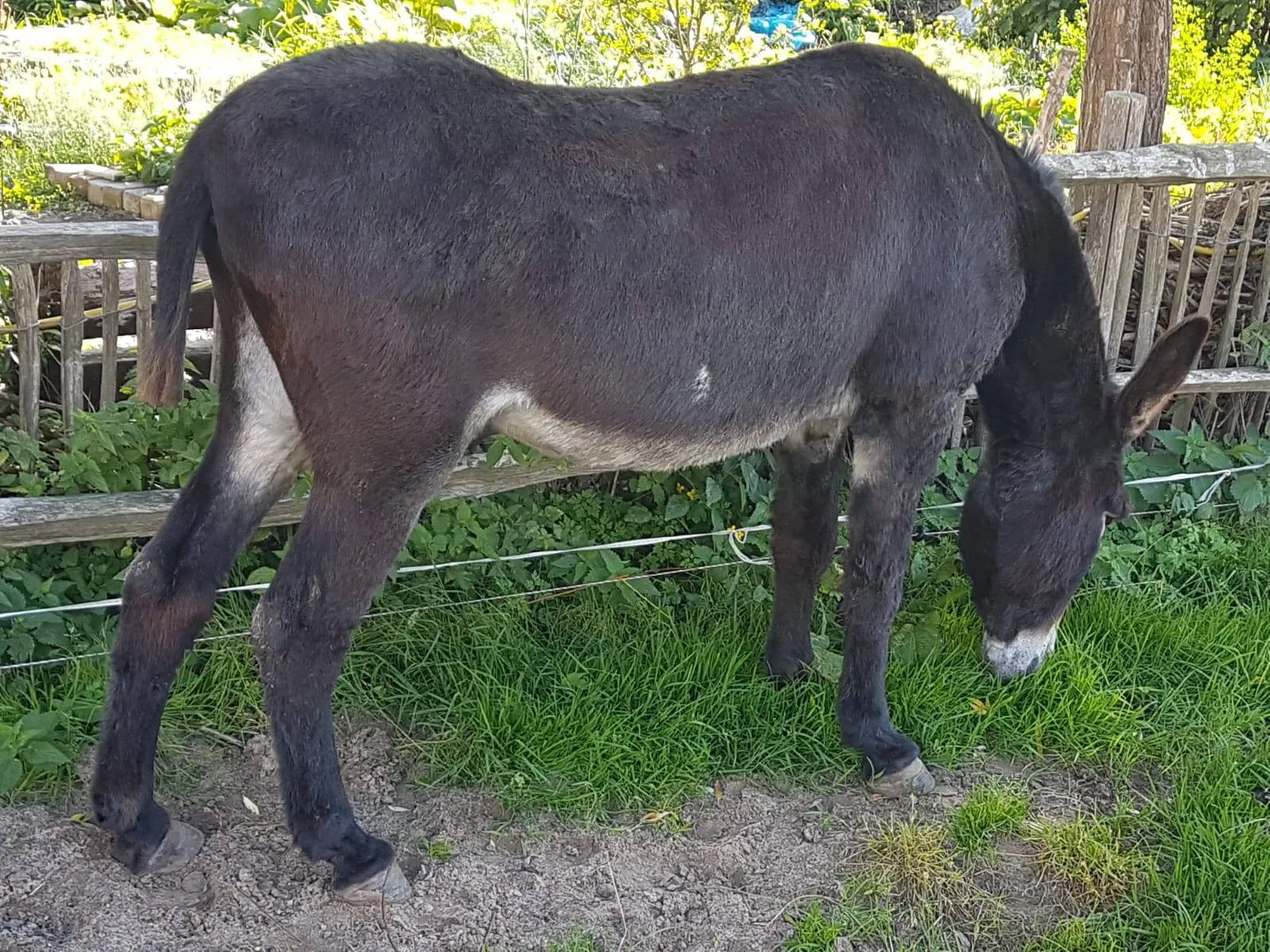 ezel staart afgeknipt
