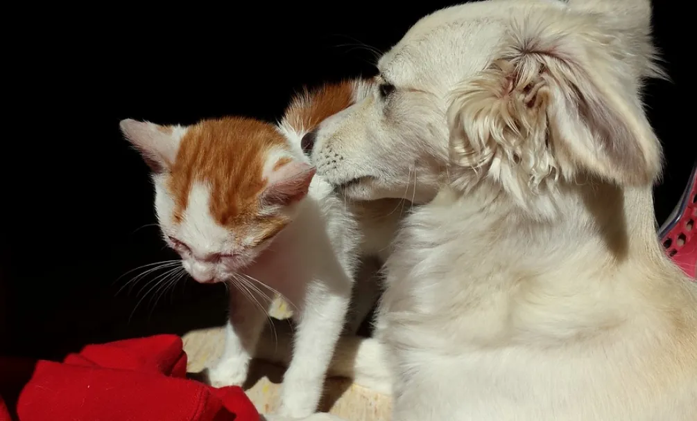 schermafbeelding 2019 02 21 om 124534