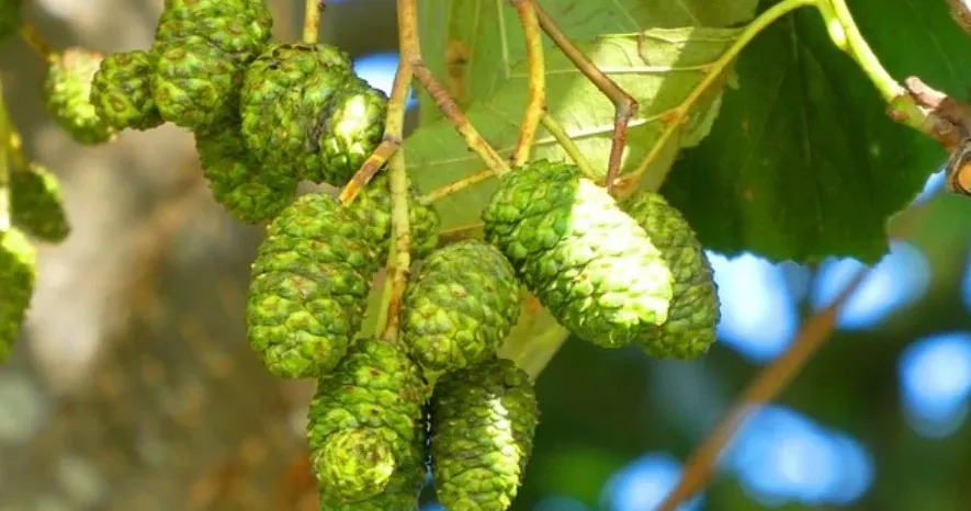 schermafbeelding 2019 12 26 om 100546