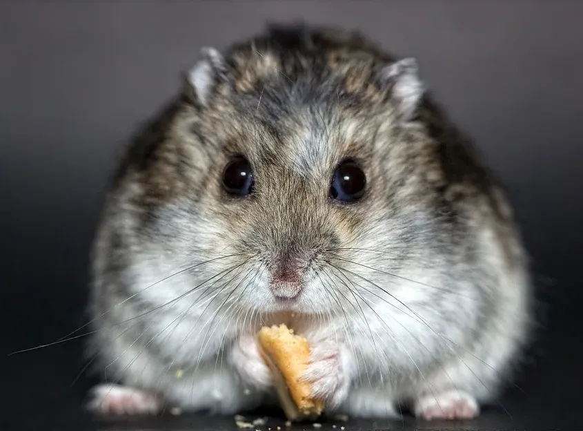 schermafbeelding 2020 03 13 om 221706