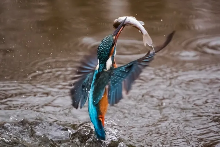 schermafbeelding 2021 02 01 om 100236